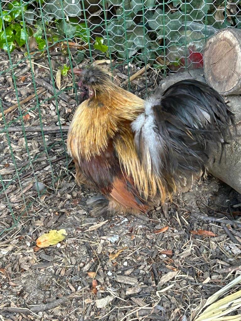Zijdehoen haantje, Dieren en Toebehoren, Pluimvee, Mannelijk, Kip