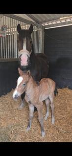 Stal / weiland / grasland Gezocht spoed, Dieren en Toebehoren