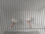 Witte zebravinken, Dieren en Toebehoren, Meerdere dieren, Tropenvogel, Geringd