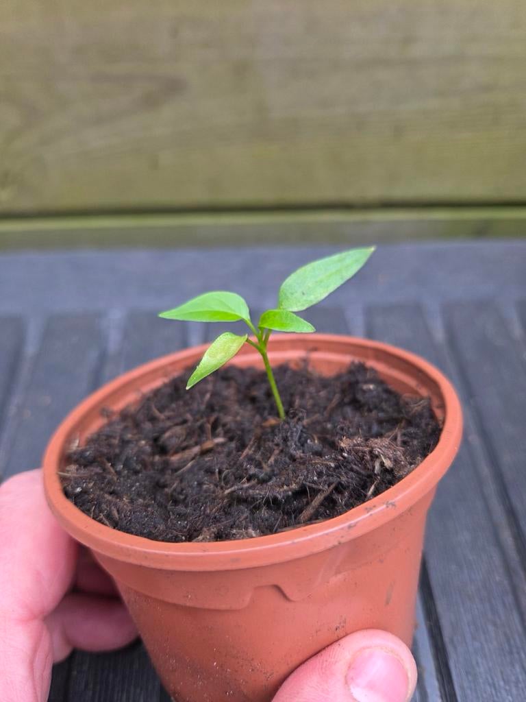 Stekjes: paprika/peper/tomaat/cherrytomaat/aubergine, Ophalen, Groenteplanten