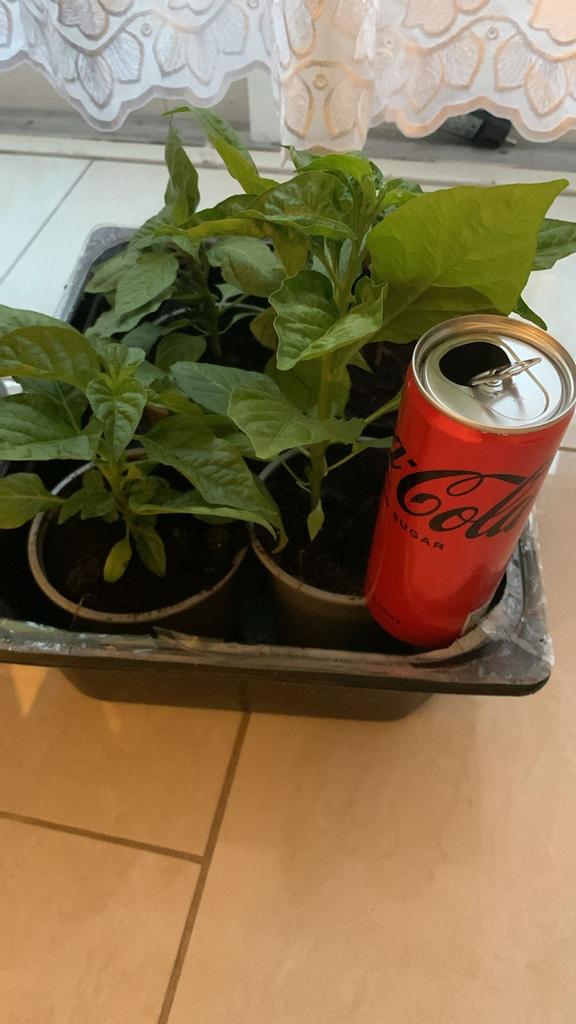 Madame Jeanette peperplanten - Hete pepers voor uw tuin!, Tuin en Terras, Planten | Tuinplanten, Eenjarig, Groenteplanten, Volle zon