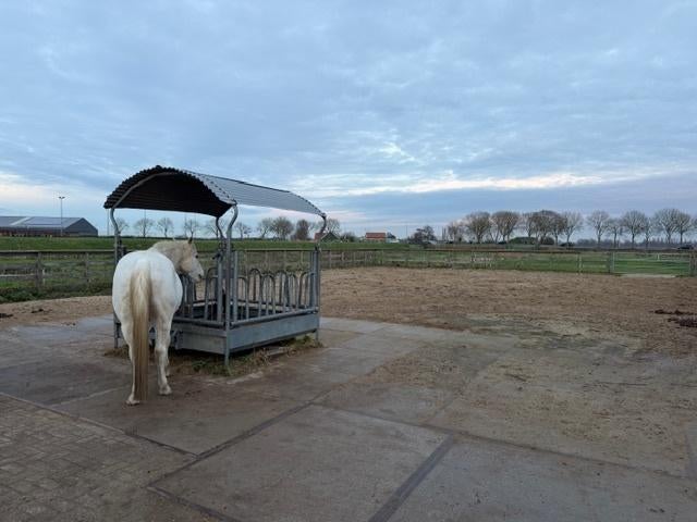 Stalling en weidegang aangeboden in Nederhorst den Berg, Weidegang, 1 paard of pony