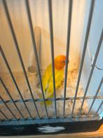 Te koop personata/fischeri zie foto ook koppels, Dieren en Toebehoren, Meerdere dieren, Dwergpapegaai of Agapornis