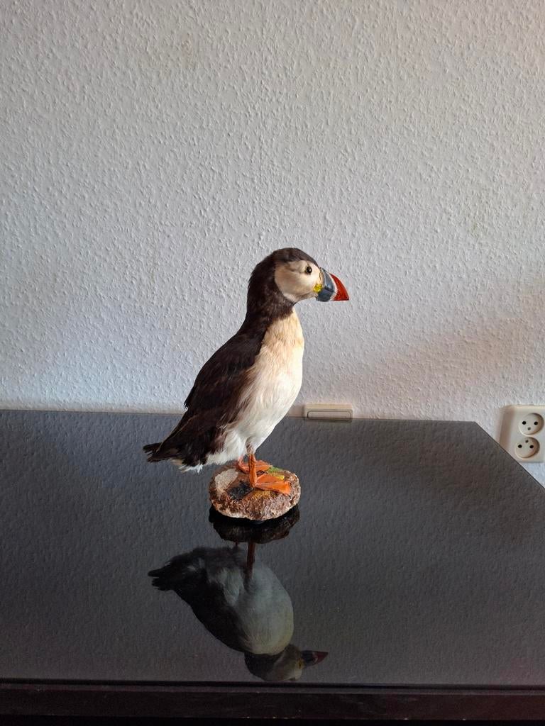 Opgezette papegaaiduiker vogel taxidermie, Ophalen of Verzenden, Gebruikt, Vogel, Opgezet dier