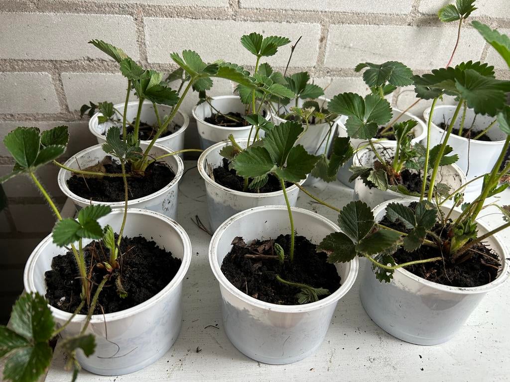 Aardbeien plantjes voor in de tuin of op het balkon, Tuin en Terras, Ophalen, Volle zon, Vaste plant, Fruitplanten