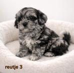 Super mooi gezonde boomer pups. Ook Choco en merle !, Parvo, Overige rassen, 8 tot 15 weken, Meerdere