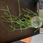 Rhipsalis nr 81, Huis en Inrichting, Ophalen of Verzenden, Halfschaduw, Minder dan 100 cm