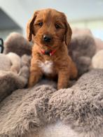 Australian Labradoodle met stamboom, Parvo, Overige rassen, 8 tot 15 weken, Meerdere