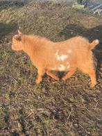 Karamel kleur en hoornloos dekbokje, Dieren en Toebehoren, Schapen, Geiten en Varkens, Mannelijk, Geit