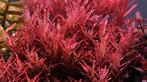 Rotala blood red, Vis