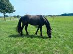 Lieve 3 jarige Friese ruin!, Dieren en Toebehoren, Paarden, Ruin, 3 tot 6 jaar