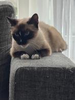 2 special needs poesjes (advertentie goed lezen), Poes
