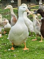 Merchtemse eend, Dieren en Toebehoren, Pluimvee, Meerdere dieren, Eend