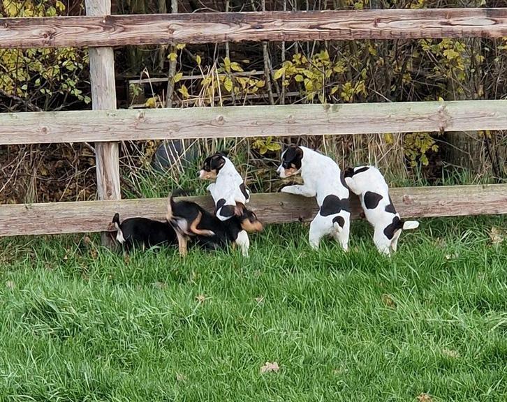 Leuke kruising pups boerenfox bergerpichard, Dieren en Toebehoren, Honden | Niet-rashonden, Middel, Meerdere dieren, Fokker | Hobbymatig