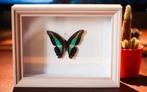 Graphium Sarpedon vlinder in lijst, Antiek en Kunst, Ophalen of Verzenden
