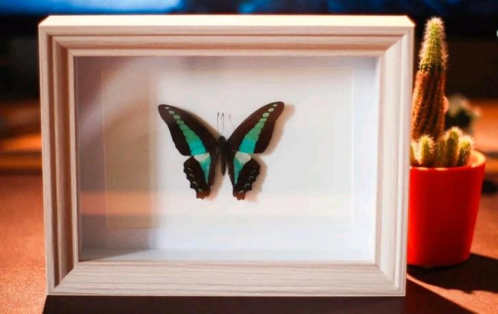 Graphium Sarpedon vlinder in lijst, Antiek en Kunst, Kunst | Overige Kunst, Ophalen of Verzenden