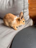 Mannetje en vrouwtjes konijn 8 weken oud, Dieren en Toebehoren, Konijnen, Meerdere dieren