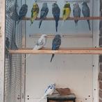 10 mooie grasparkietjes, Meerdere dieren, Parkiet