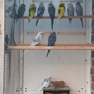 10 mooie grasparkietjes  beschikbaar voor biedingen