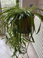 Helemaal groene  Chlorophytum, graslelie kamerplant in pot, Ophalen, Overige soorten, In pot, Minder dan 100 cm