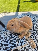 Dwerg Hangoor konijn Rammelaars, Dieren en Toebehoren, Konijnen, Vrouwelijk, Dwerg, Hangoor