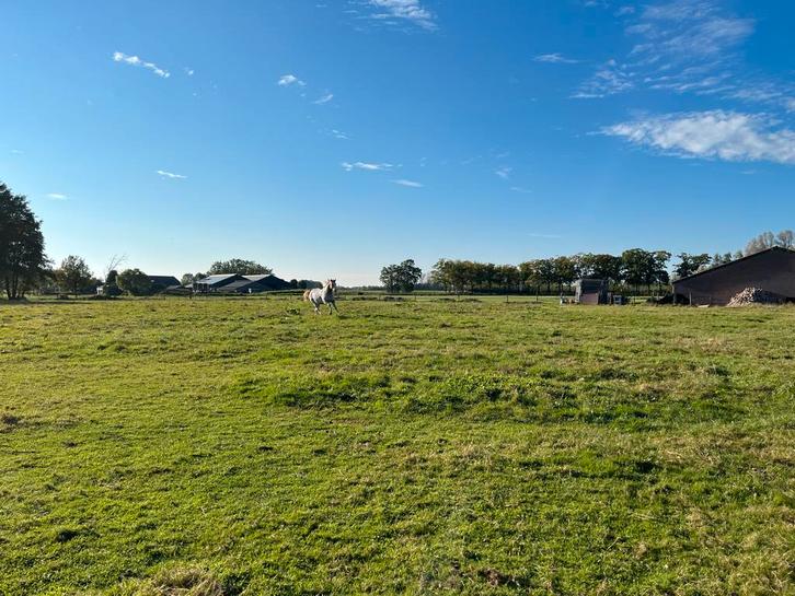 Weidegang aangeboden voor ruin, Dieren en Toebehoren, Stalling en Weidegang, Weidegang