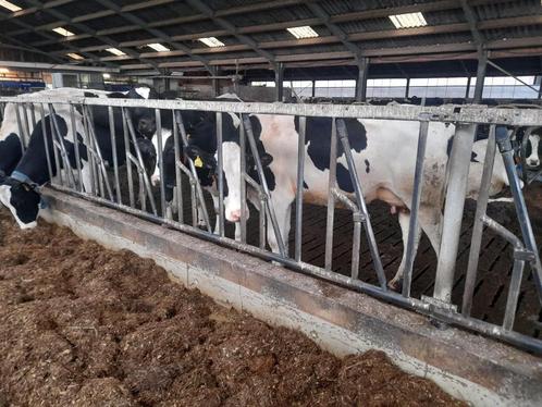 Div. Voerhekken met 4 en 5 vreetplaatsen., Dieren en Toebehoren, Overige Dieren-accessoires, Gebruikt, Ophalen of Verzenden