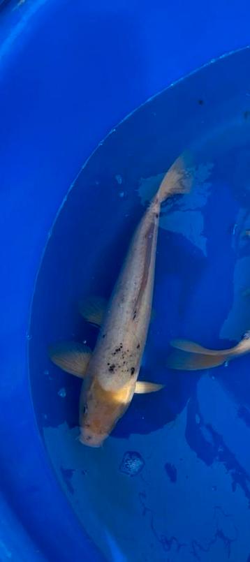 Japanse Koi utsuri male +- 60 cm Mag de vijver verlaten  beschikbaar voor biedingen