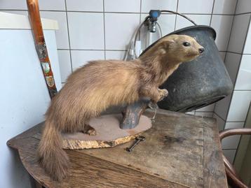 Boommater dier opgezet beschikbaar voor biedingen