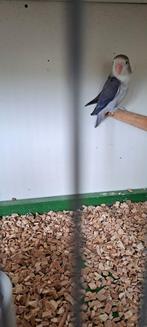 Agapornis Ficheri  Violetblauw Euwing Dilute, Geslacht onbekend, Dwergpapegaai of Agapornis