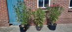 Oleander planten/ planten/ Oleanders, Tuin en Terras, Planten | Tuinplanten, Zomer, Vaste plant, Overige soorten, Ophalen