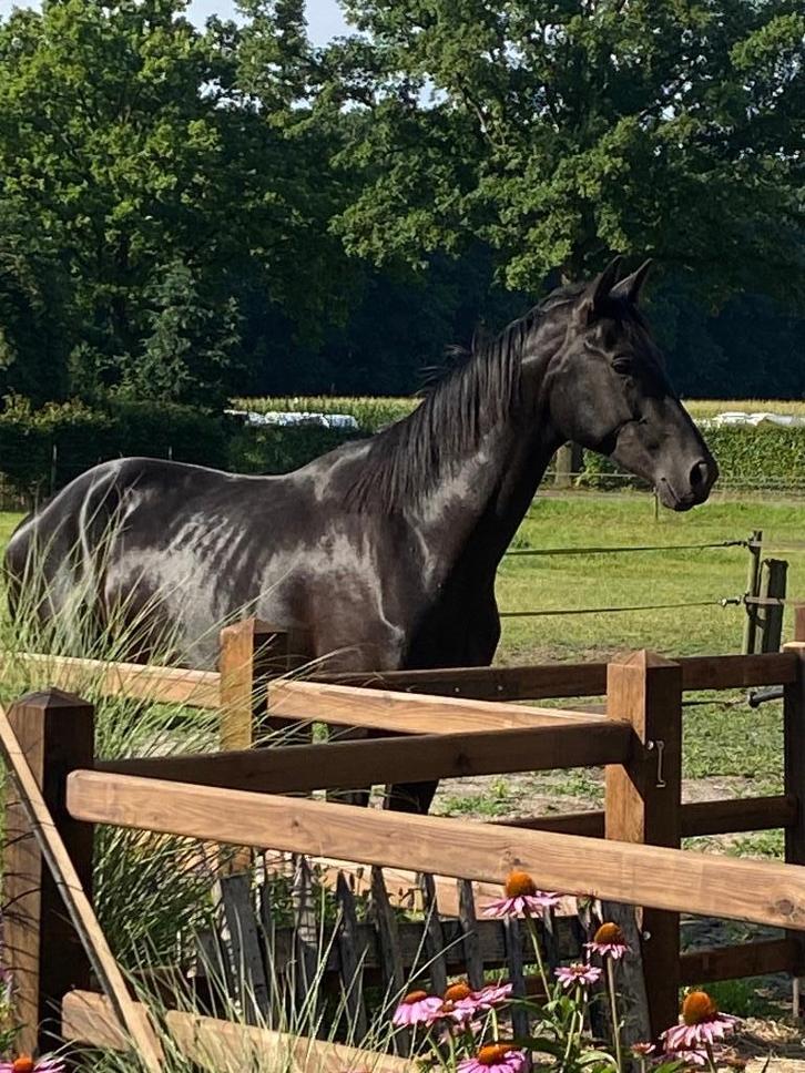Te koop 2,5 jarige ruin van Livius, Dieren en Toebehoren, Paarden, Ruin, Onbeleerd, 170 tot 175 cm, 3 tot 6 jaar, Dressuurpaard
