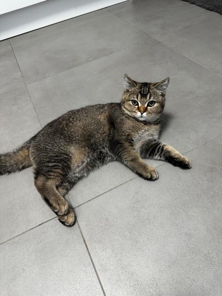 Britse Korthaar, Dieren en Toebehoren, Katten en Kittens | Raskatten | Korthaar, Kater, 0 tot 2 jaar