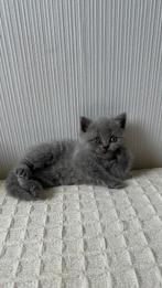 Britse Korthaar Kittens (Nog 4 Beschikbaar), Dieren en Toebehoren, Katten en Kittens | Raskatten | Korthaar, Meerdere dieren, 0 tot 2 jaar