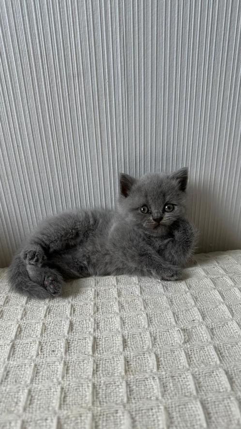 Britse Korthaar Kittens (Nog 1 Beschikbaar), Dieren en Toebehoren, Katten en Kittens | Raskatten | Korthaar, Meerdere dieren, 0 tot 2 jaar