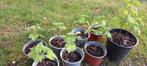 Hartgespan, Leonurus Cardiaca, 1,20 euro, Volle zon, Vaste plant, Zomer, Ophalen