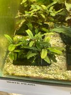 Bucephalandra Black caterina, Ophalen of Verzenden, Nieuw, Plant(en), Steen of Hout