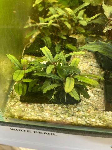 Bucephalandra Black caterina beschikbaar voor biedingen