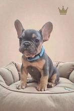 Mooiste raszuivere Franse Bulldog pups van NL., Nederland, Rabiës (hondsdolheid), 15 weken tot 1 jaar, Bulldog