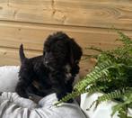 Poogle🐩toy poedel x beagle pups, Dieren en Toebehoren, Poedel, 8 tot 15 weken, Parvo, Meerdere dieren