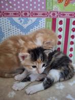 Lieve kitten Ratatouille zoekt een warm huisje, Dieren en Toebehoren, Poes