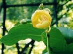 Caudex Impatiens Mirabilis potmaat 15cm., Overige soorten, Ophalen of Verzenden, Minder dan 100 cm, Bloeiende kamerplant
