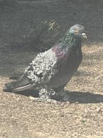 Sierduiven, Dieren en Toebehoren, Pluimvee