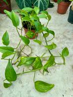 Epipremnum 'Needle' Kamerplant, Overige soorten, In pot, Minder dan 100 cm, Groene kamerplant