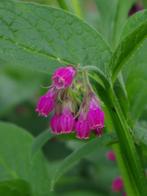 Smeerwortel Romanian Red (Symphytum 'Romanian Red'), Ophalen of Verzenden, Overige soorten, Volle zon