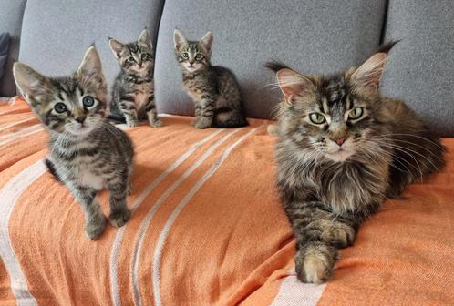 Kruising maine coon kittens, Dieren en Toebehoren, Katten en Kittens | Overige Katten, Langharig, Meerdere dieren, 0 tot 2 jaar