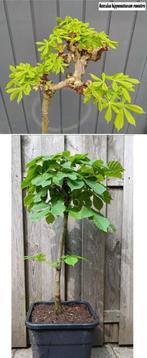 Witte Dwergkastanje 65 cm! - Aesculus Hippocastanum Monstra, Volle zon, Vaste plant, Lente, Ophalen