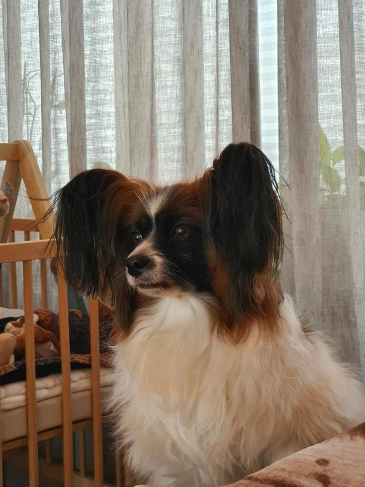 Hondenoppas gezocht, Dieren en Toebehoren, Stalling en Weidegang