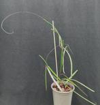 hoya insularis, Overige soorten, In pot, Minder dan 100 cm, Bloeiende kamerplant