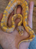 Koningspython- python regius- ballpython, Dieren en Toebehoren, Slang, 0 tot 2 jaar